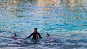 can you swim with dolphins at SeaWorld?